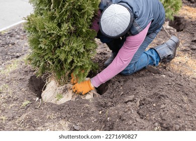 Gardener planting thuja young tree with a clod of soil with roots and dirt in the garden.