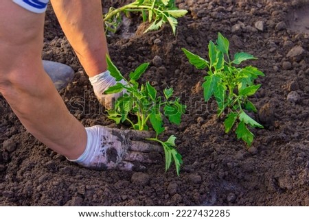The gardener is planting tomato seedlings in the ground. selective focus