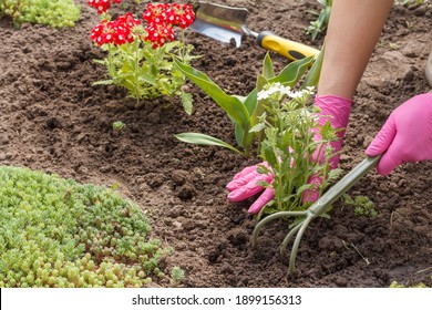 Gardener is planting white vervain flowers in a garden bed. Flower bed organization.