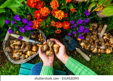 The Gardener Plants Daffodil Bulbs In The Autumn Garden.