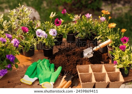 Flowers in the garden