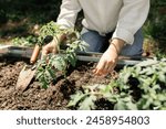 Gardener plants tomatoes in a sunny garden bed