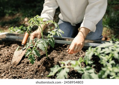 Gardener plants tomatoes in a sunny garden bed - Powered by Shutterstock