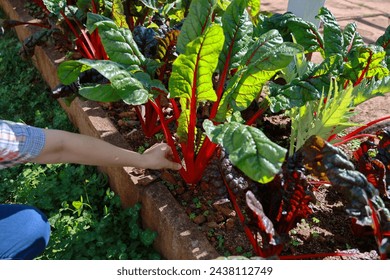 A gardener is plucking leaves  Swiss Chard or Ruby Red Swiss Chard from an Vegetable plot outdoor. Beta vulgaris leaves are wavy and wavy. It dark green. The leaf stalks large and flat and many colors - Powered by Shutterstock