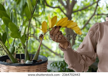 The gardener points to the yellow stem and leaves of the young Zanzibar gem plant (other names ZZ plant, Zuzu plant, emerald palm) as the cause of over-watering or occasional uneven watering. 