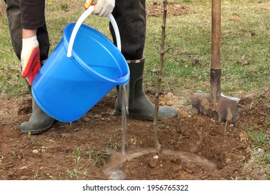 A Gardener Pours Water From A Bucket Around A Planted Apple Tree Seedling. Watering Trees After Planting