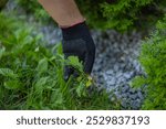 Gardener in protective glove pulling out weeds from the grass in a garden on a sunny day. Concept of gardening, weed removal, and plant care