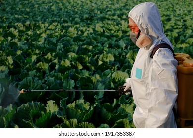 Gardener In A Protective Suit Spray Fertilizer On Huge Cabbage Vegetable Plant