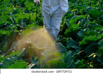 Gardener in a protective suit spray Insecticide and chemistry on cabbage vegetable plant