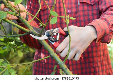 Gardener Prune Climbing Rose Bush. Rose Pruning: Climbing Roses. 