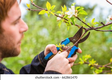 Gardener With Pruner Trimming Cherry Tree Branch At Summer Garden Background.