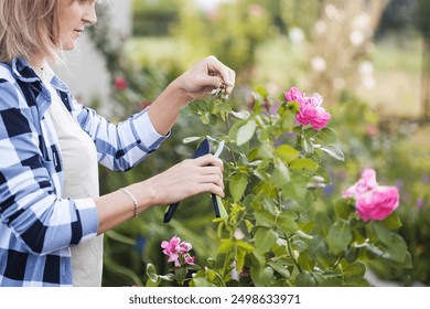 gardener prunes diseased and withered roses in the garden with secateurs in the rays of the summer sun - Powered by Shutterstock