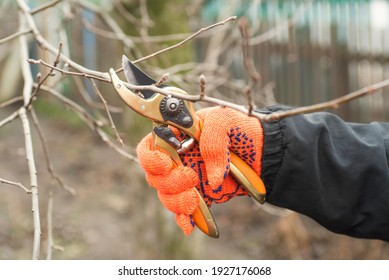 Gardener is pruning branches with pruning shears. Spring plant pruning. Spring gardening work.