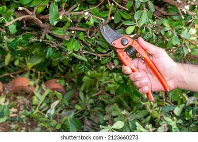 Gardener Pruning Bush Branches In The Garden. Trim The Branches Of An Overgrown Hedge Plant With The Orange Secateurs. Spring, Agriculture, Gardening Concept.