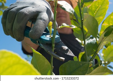 Gardener Pruning A Citrus Tree In The Garden, Bottom View.