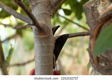 Gardener pruning fruit trees with pruning shears - Shutterstock ID 2252532737