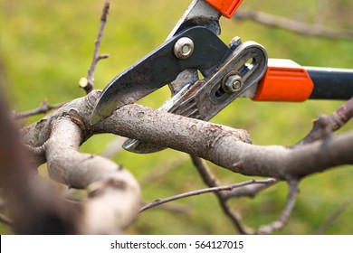 gardener pruning fruit trees with pruning shears