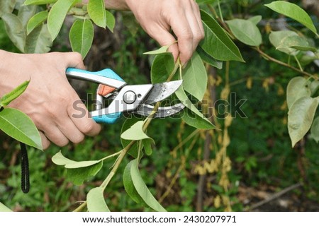 Gardener pruning pear tree branch in summer. Close up on summer fruit tree pruning.