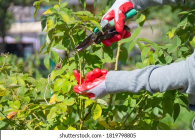 Gardener pruning rose bushes in the fall. Autumn pruning roses - Powered by Shutterstock