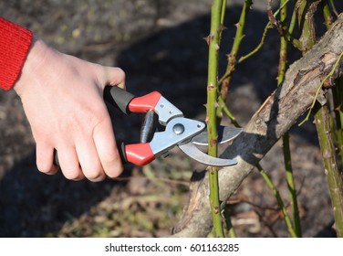 Gardener Pruning Roses Bush Branch In The Garden. Prune Climbing Roses. How To Prune Roses Bush.