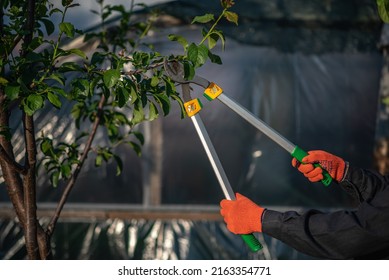 gardener pruning tree branches with a lopper