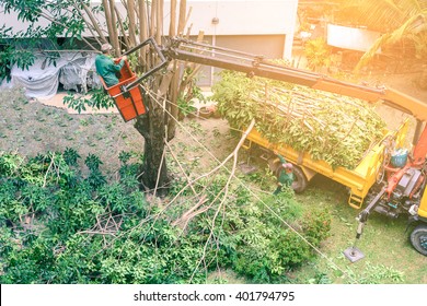 Gardener pruning a tree with chainsaw on crane.