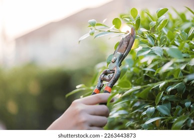 gardener pruning tree with pruning shears