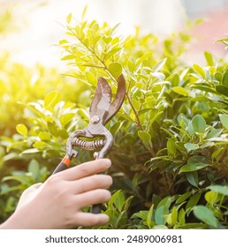 gardener pruning tree with pruning shears