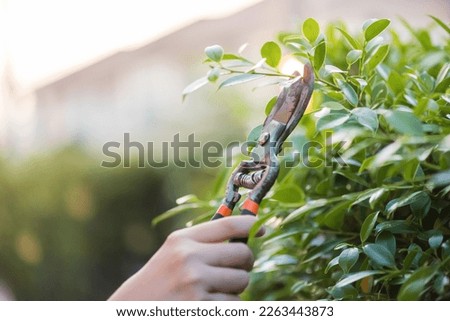 gardener pruning tree with pruning shears