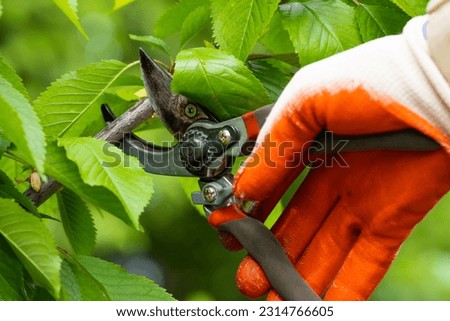 Gardener pruning trees with pruning shears on nature background Foto d'archivio © 