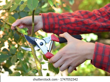 A Gardener Is Pruning, Trimming Roses To Encourage Flowering And Remove Dead And Diseased Canes To Keep Rose Bush Healthy.