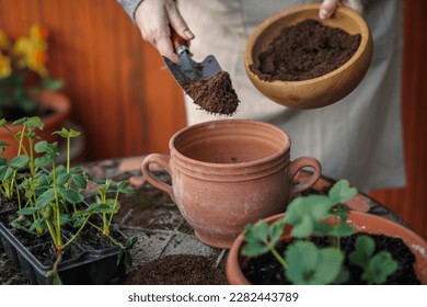 Gardener putting soil and compost into flower pot. Planting strawberry seedling - Powered by Shutterstock