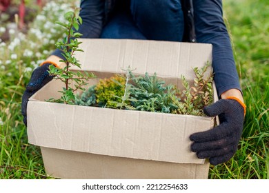 Gardener Received Parcel With Different Plants. Worker Unpacking Box With Evergreens In Fall Garden. Autumn Planting. Delivery From Nursery