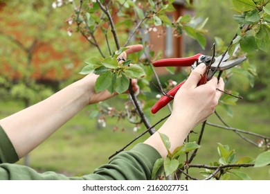 A Gardener Removes Defective Branches From A Fruit Tree With A Pruner. Sanitary Work In The Garden In Spring