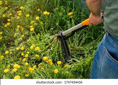 Gardener removing weeds from yard. Device for removing dandelion weeds by pulling the tap root. Weed control. Dandelion removal and weeder lawn tool with 4 claws. Garden work and care. 