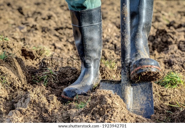 Gardener with rubber boots and spade digs the\
ground. Digging up the ground is not good and does more harm than\
good for the garden.