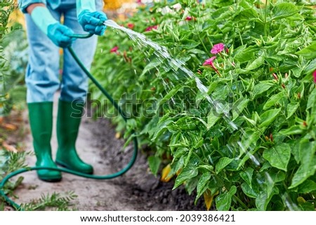 Gardener in rubber boots working watering garden from hose. Female hand watering the plants and flowers with hose. Close up.