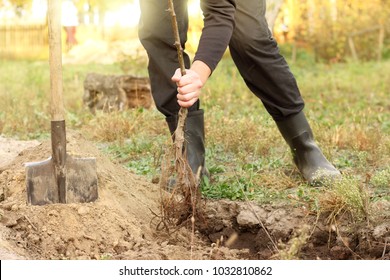 Gardener Sets Young Fruit Tree Seedling In The Prepared Hole In The Area / Spring Garden Work