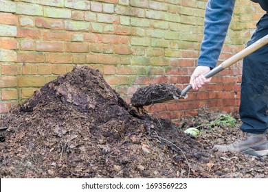 Gardener Shovelling Homemade Garden Compost And Leaf Mould To Use As A Mulch Or Organic Fertilizer