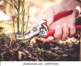 Gardener Shows How To Prune Rose Shrubs Using A Pruning Shear Close To The Soil