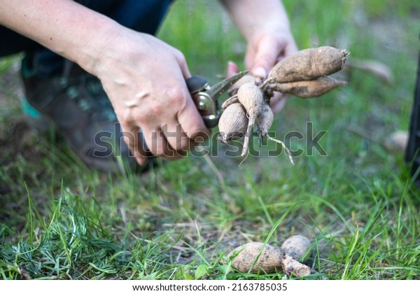 The gardener sorts out\
dahlia tubers. Plant root care. Dahlia tubers on the ground before\
planting. Planting a sprouted dahlia tuber with shoots in a spring\
flower garden