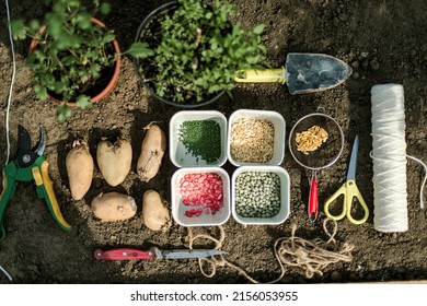 Gardener Sowing Peas Seeds In A Vegetable Bed. Preparing For New Garden Season. 