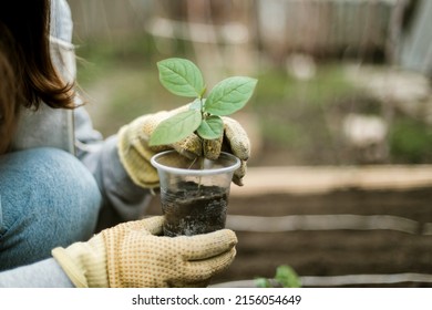 Gardener Sowing Peas Seeds In A Vegetable Bed. Preparing For New Garden Season. 