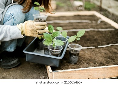 Gardener Sowing Peas Seeds In A Vegetable Bed. Preparing For New Garden Season. 