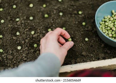 Gardener Sowing Peas Seeds In A Vegetable Bed. Preparing For New Garden Season. 