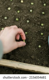 Gardener Sowing Peas Seeds In A Vegetable Bed. Preparing For New Garden Season. 