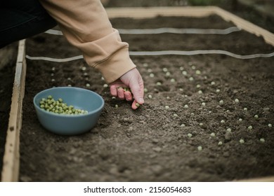 Gardener Sowing Peas Seeds In A Vegetable Bed. Preparing For New Garden Season. 