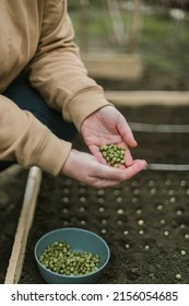 Gardener Sowing Peas Seeds In A Vegetable Bed. Preparing For New Garden Season. 