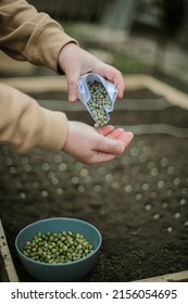 Gardener Sowing Peas Seeds In A Vegetable Bed. Preparing For New Garden Season. 