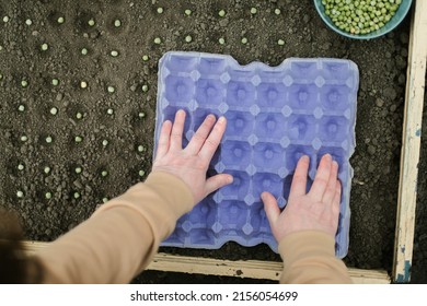 Gardener Sowing Peas Seeds In A Vegetable Bed. Preparing For New Garden Season. 